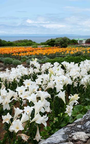 Lily Field Park